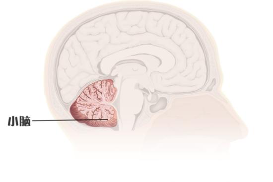 小脑位置图