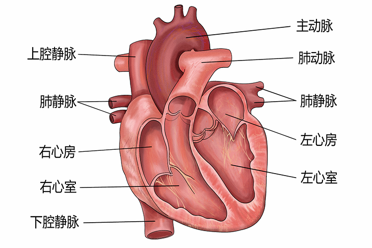 人类心脏图结构图片