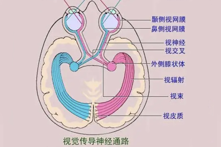 视觉形成通路图