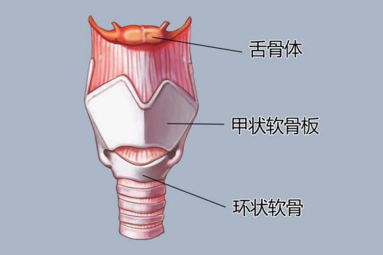 甲状软骨位置图