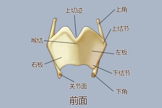 甲状软骨结构图