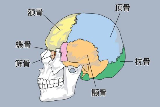 颅骨结构图