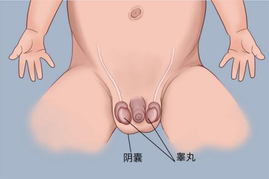 宝宝正常睾丸图