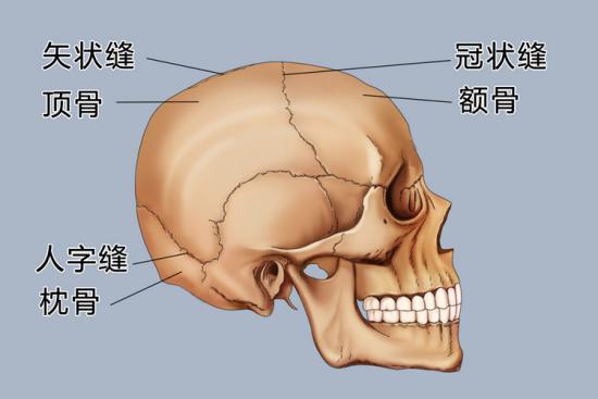 顶骨位置图