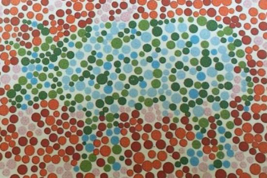 色盲表动物牛图