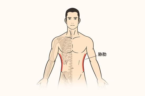 两胁位置示意图