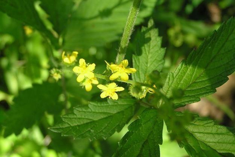 龙芽草植株图片