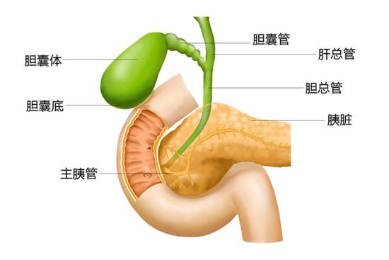 胆囊解剖结构图