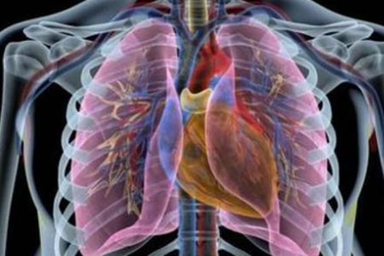 肺的位置图