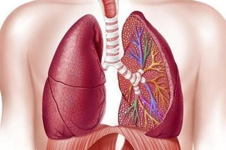 肺的位置图