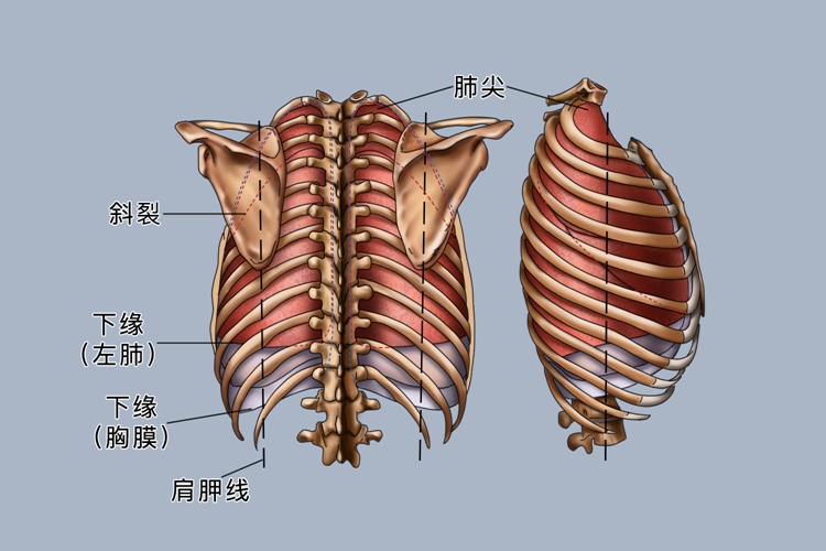 右上肺尖段位置图图片