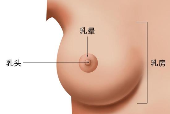 正常乳房图