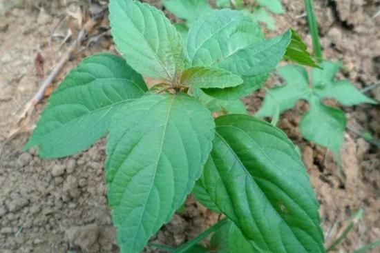 铁苋菜植株图