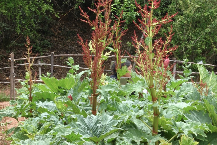 大黄原植物掌叶大黄图