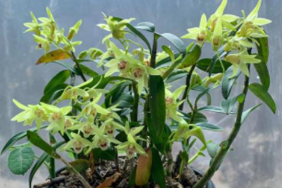 铁皮石斛植株图