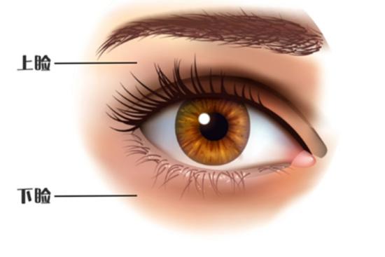 眼睑的位置图片