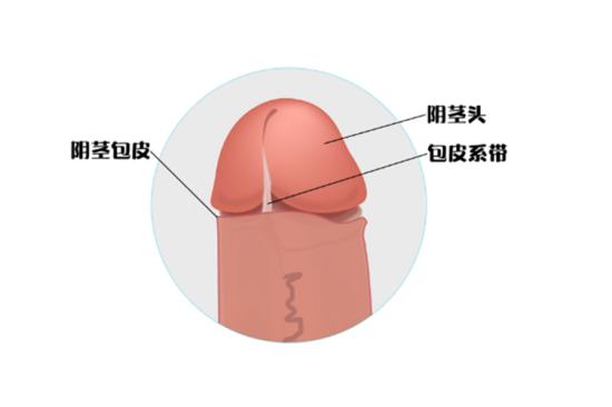 包皮系带图