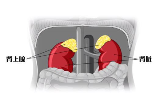 肾上腺位置图
