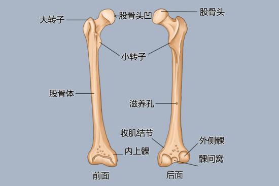 股骨头结构图