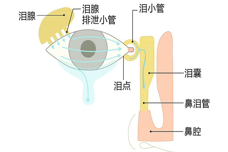 泪点的位置图片图片