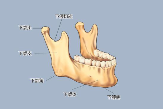 下颌骨结构图