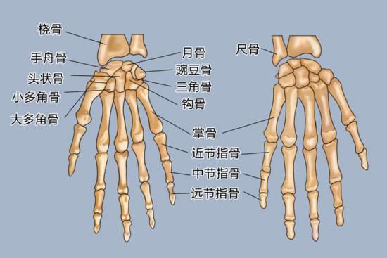 拇指结构解剖图图片