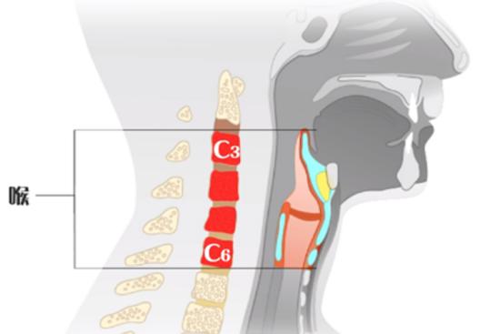 喉的位置图