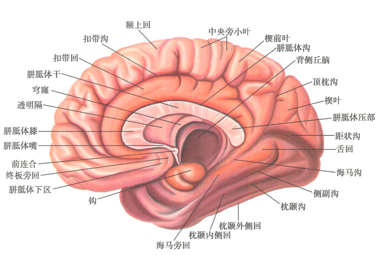 大脑半球内侧面图