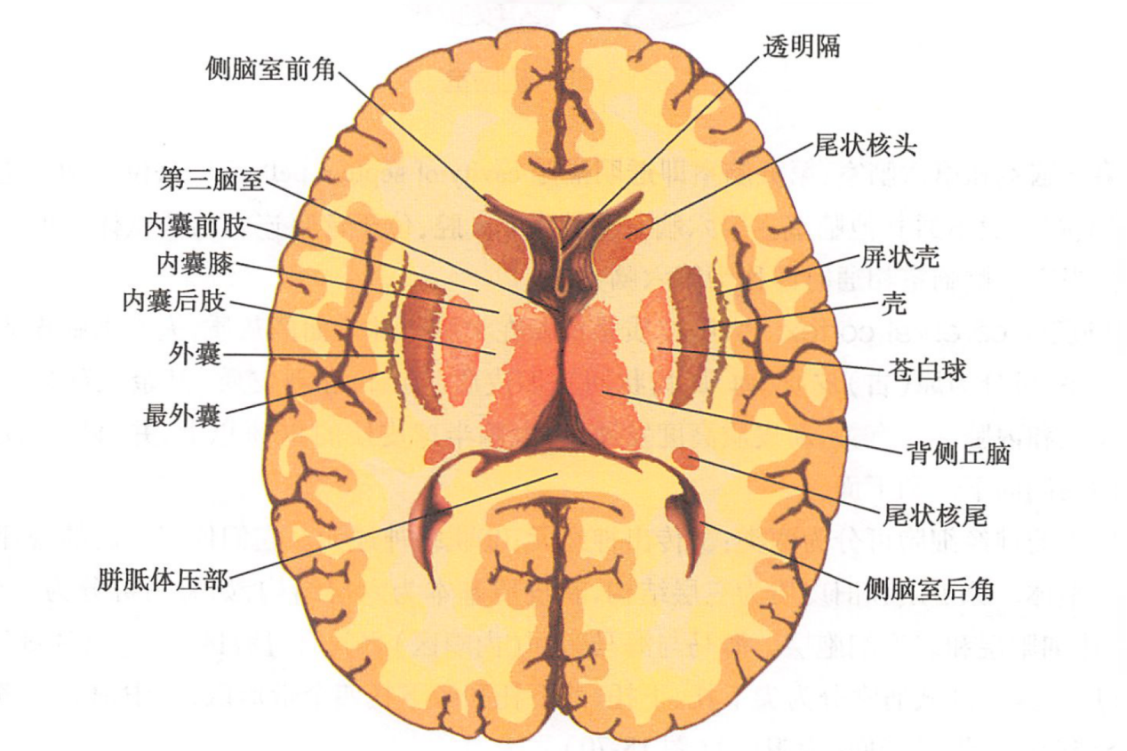 大脑内部结构图