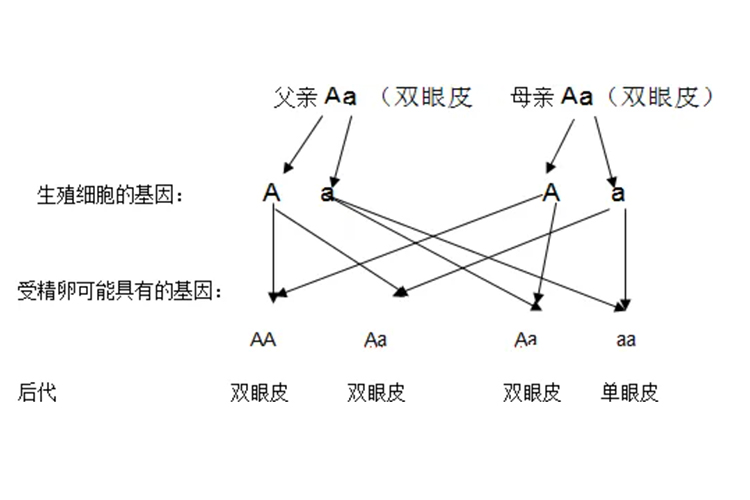 单双眼皮的遗传规律图