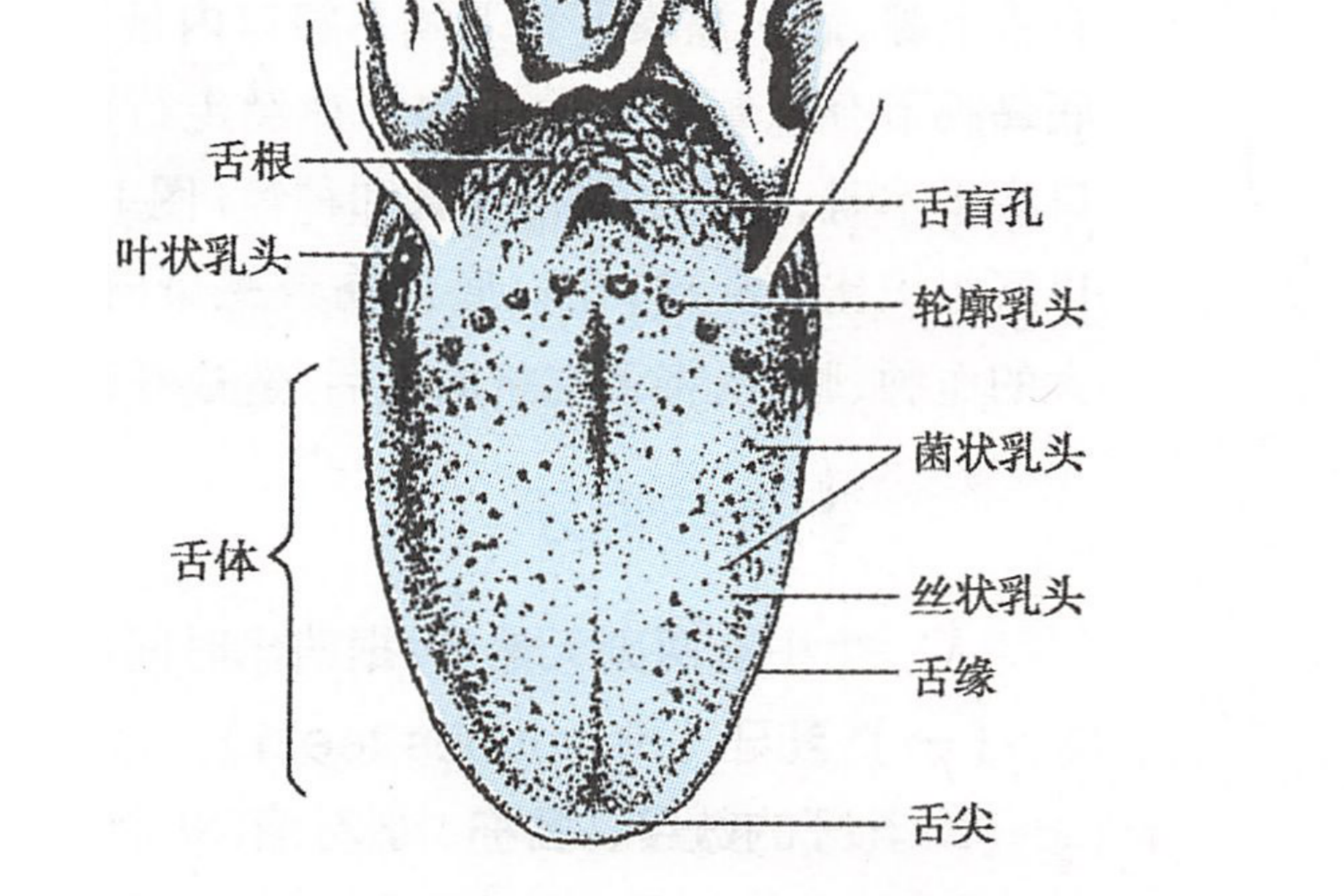 舌根部-轮廓乳头位置图