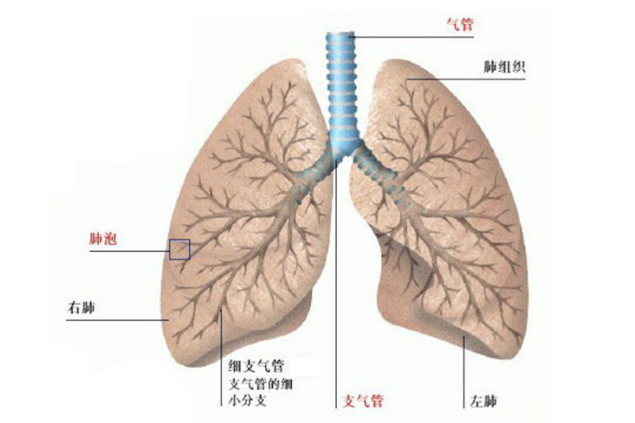 肺结构图