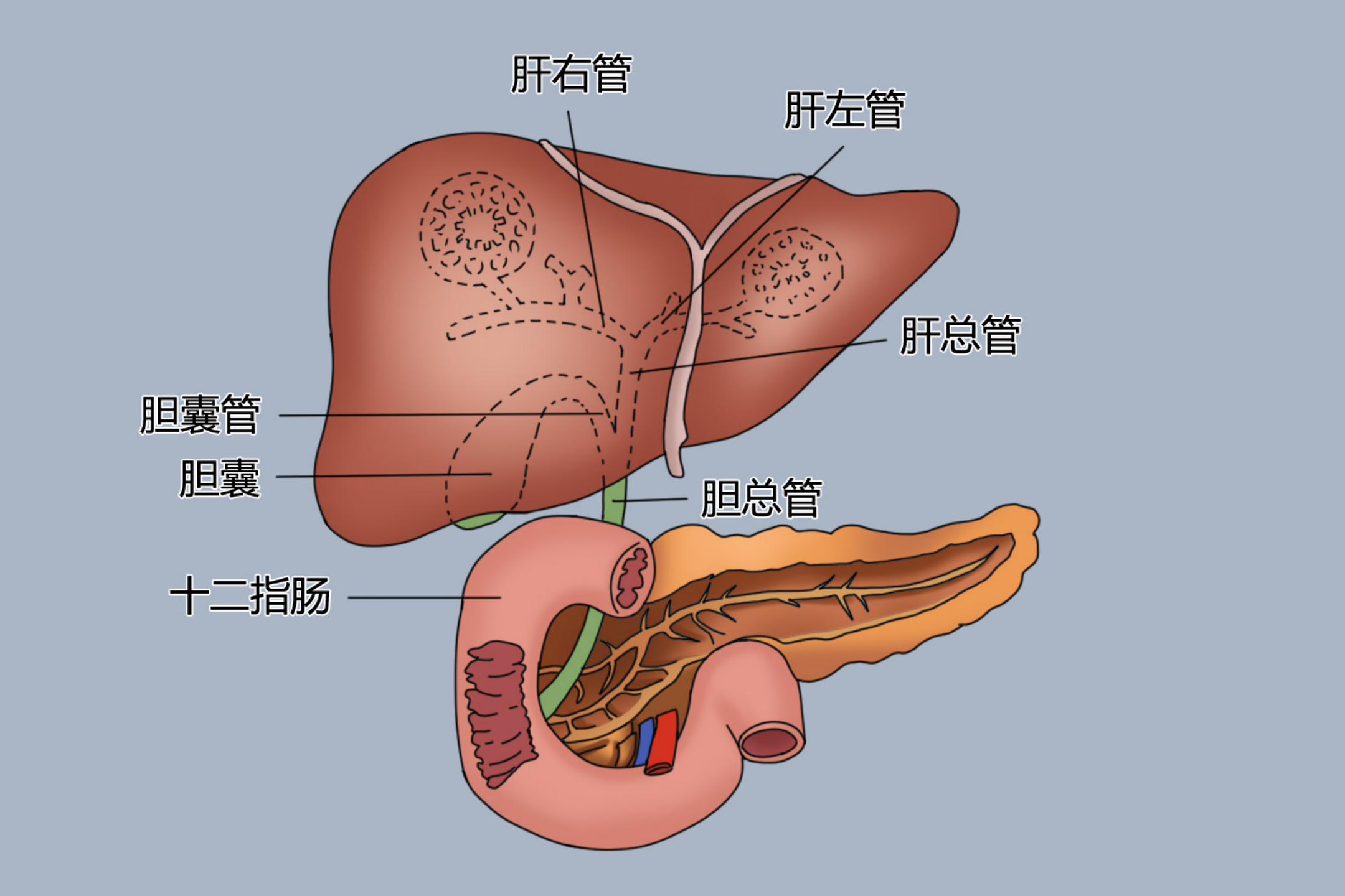 胆道系统解剖图