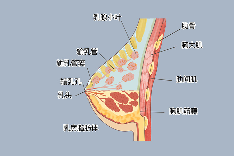 乳房结构图