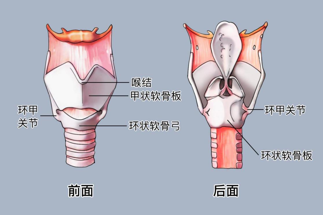 甲状软骨和环状软骨解剖图