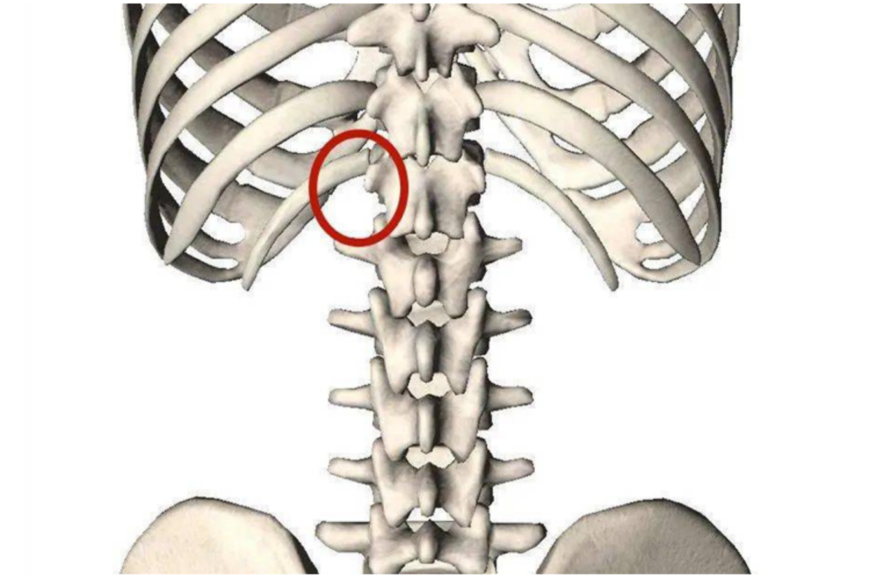 肋脊角位置图 肋脊角位置图