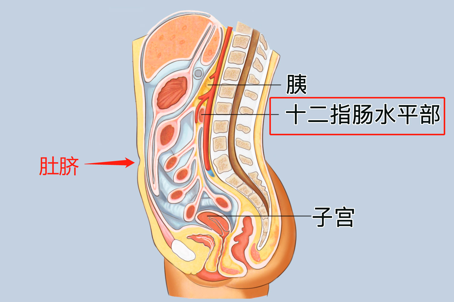 十二指肠与肚脐的位置图