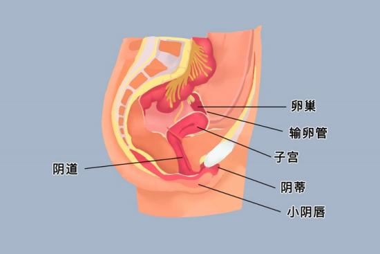 输卵管位置图 输卵管位置图