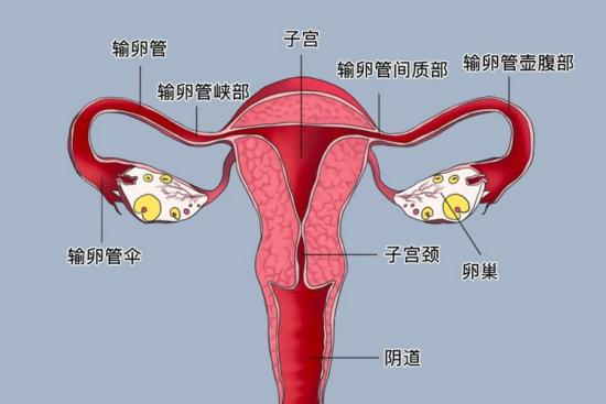 输卵管解剖图 输卵管解剖图