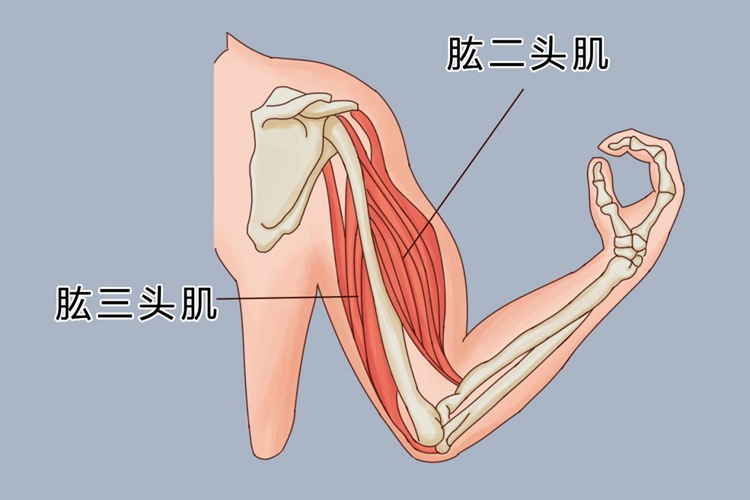 肱三头肌位置图