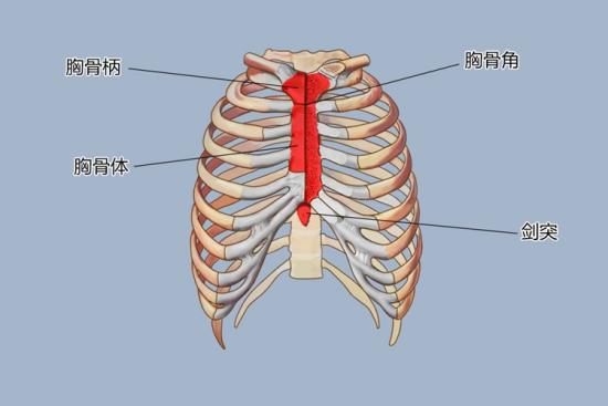 胸骨属于什么骨图片