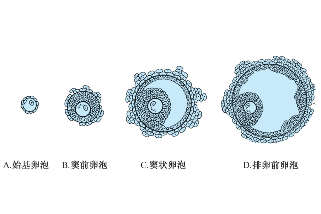 牛卵泡图片成熟图片