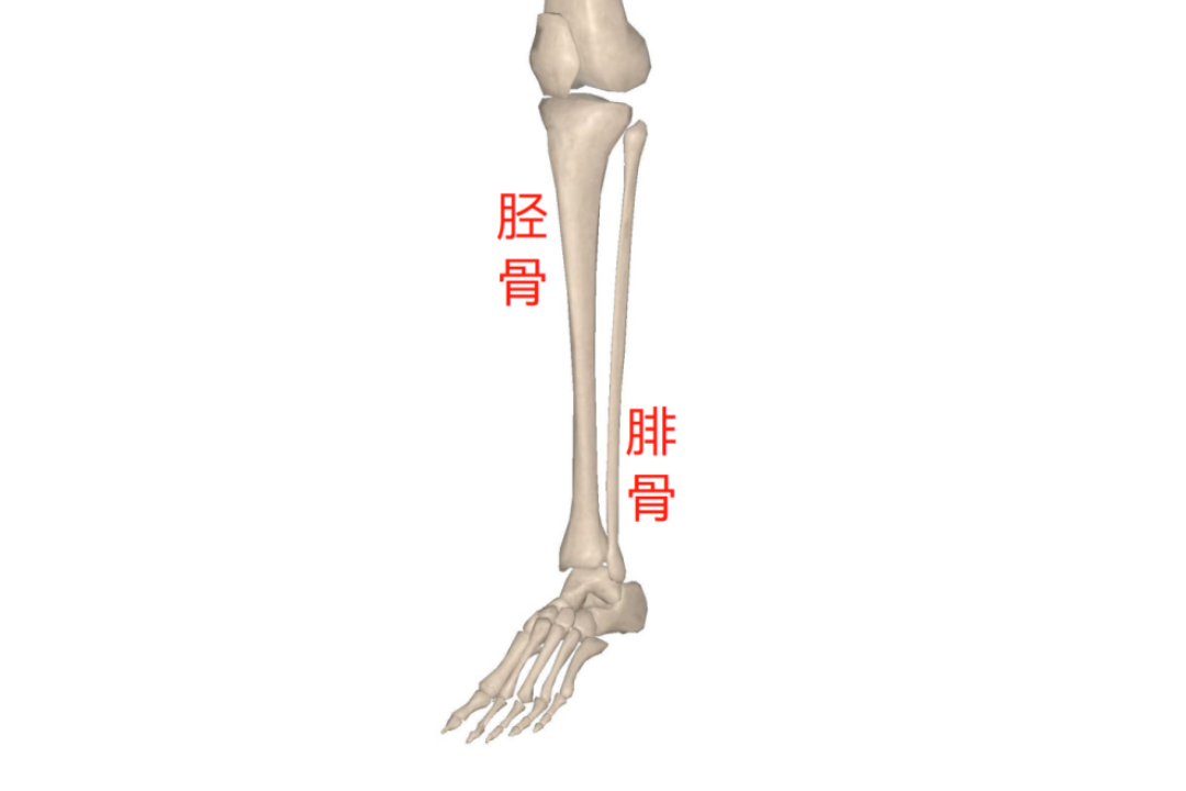 小腿骨骼结构图