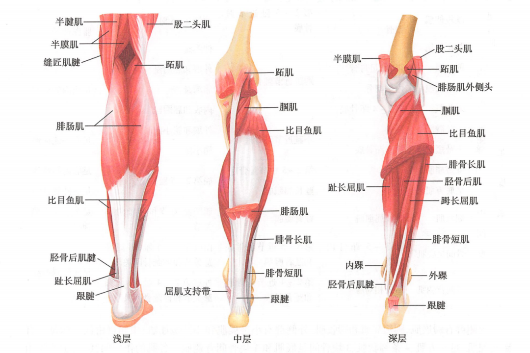 小腿肌后群结构图