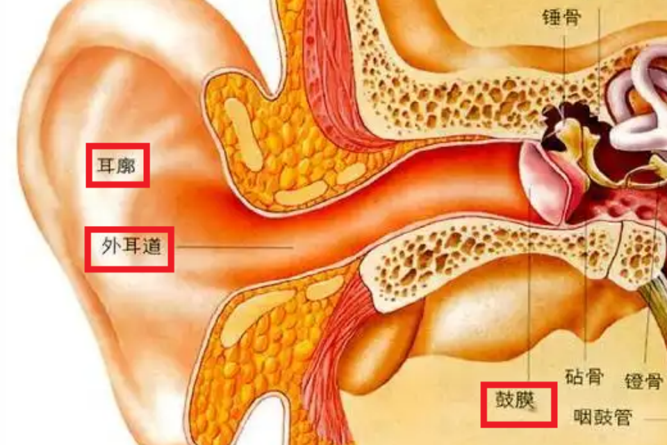 外耳结构图