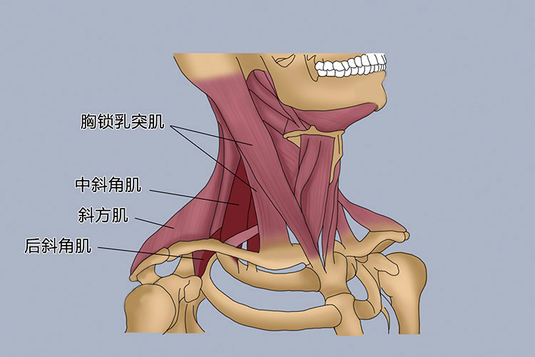 斜角肌胸锁乳突肌图片