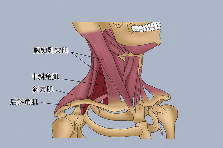 胸锁乳突肌定位图片