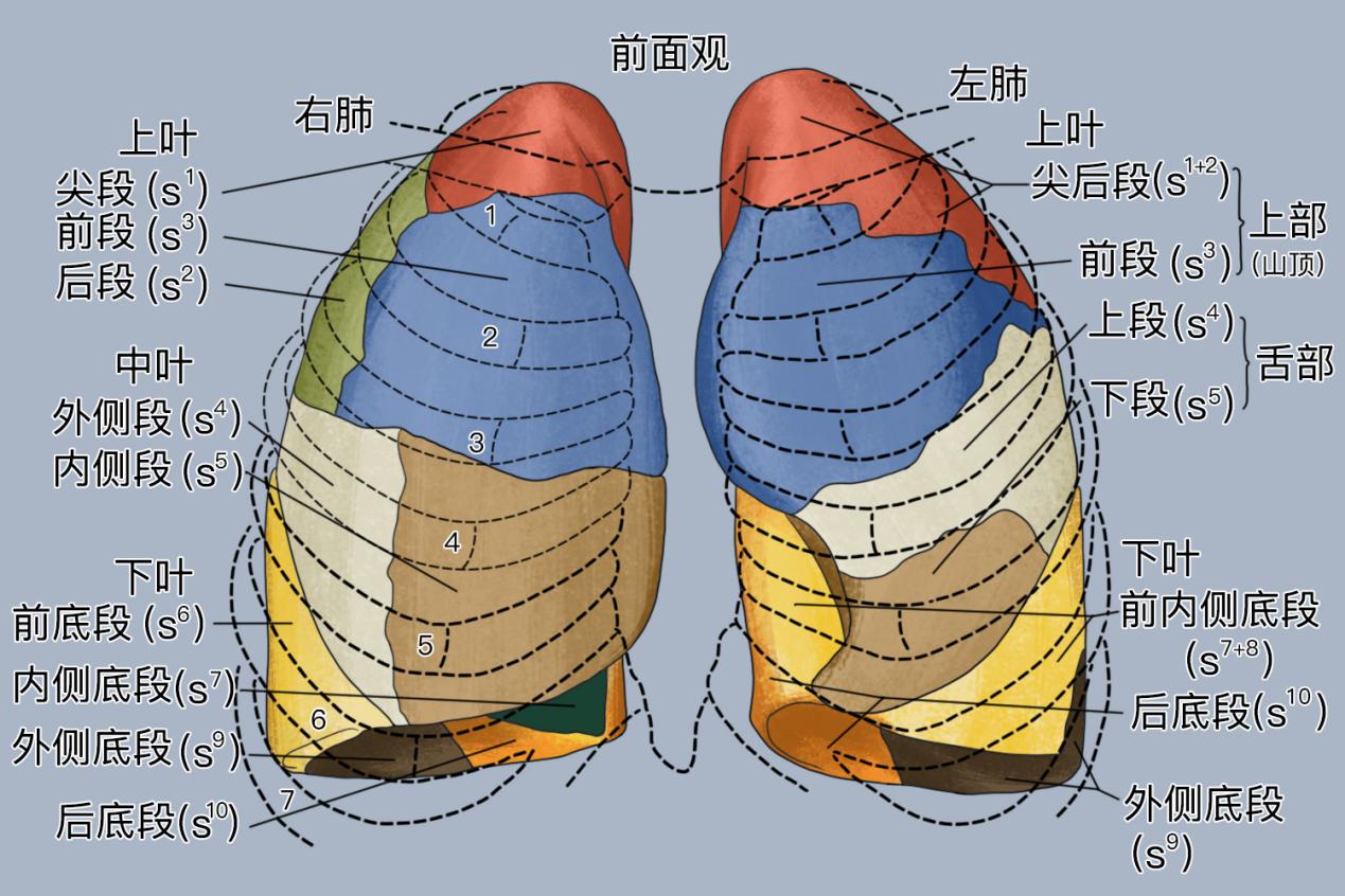 左肺上叶尖后段解剖图图片