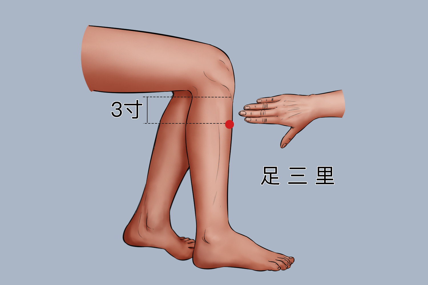 足三里穴图 足三里穴图