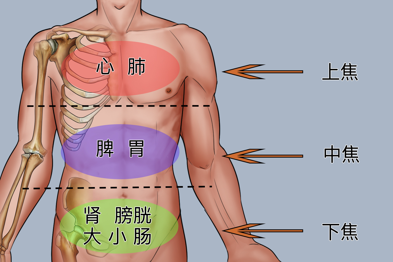 三焦划分五脏六腑图